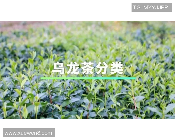 茶叶的品鉴与文化传承:探索不同茶类的风味特色与历史背景 茶叶的品鉴与文化传承:探索不同茶类的风味特色与历史背景
